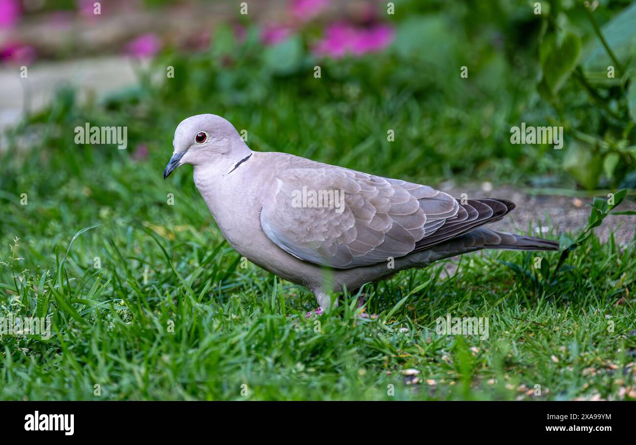 Lincolnshire, UK  -  A Eurasian Collard Dove (Streptopelia decaocto) on the ground foraging for food Stock Photo