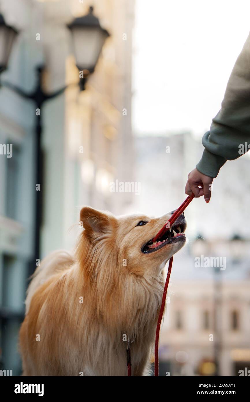 golden dog looks up with adoration at its owner, who holds the leash, set against a soft-focus urban backdrop Stock Photo