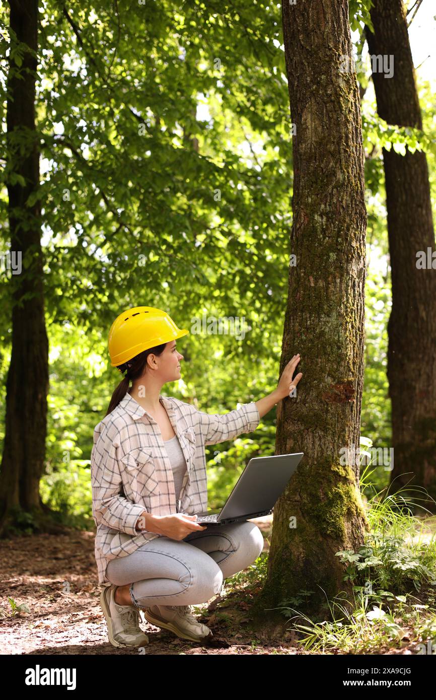 Forester with laptop examining tree in forest Stock Photo