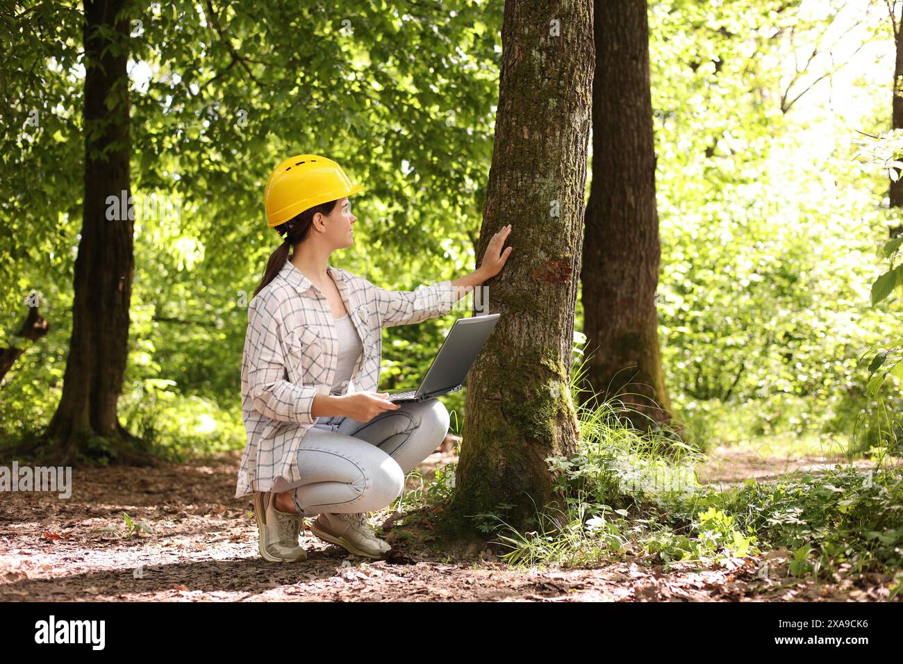 Forester with laptop examining tree in forest Stock Photo