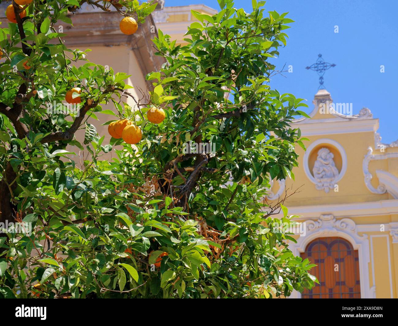 Ripe oranges grow on a tree against the backdrop of the Catholic Cathedral in Sorrento. Stock Photo