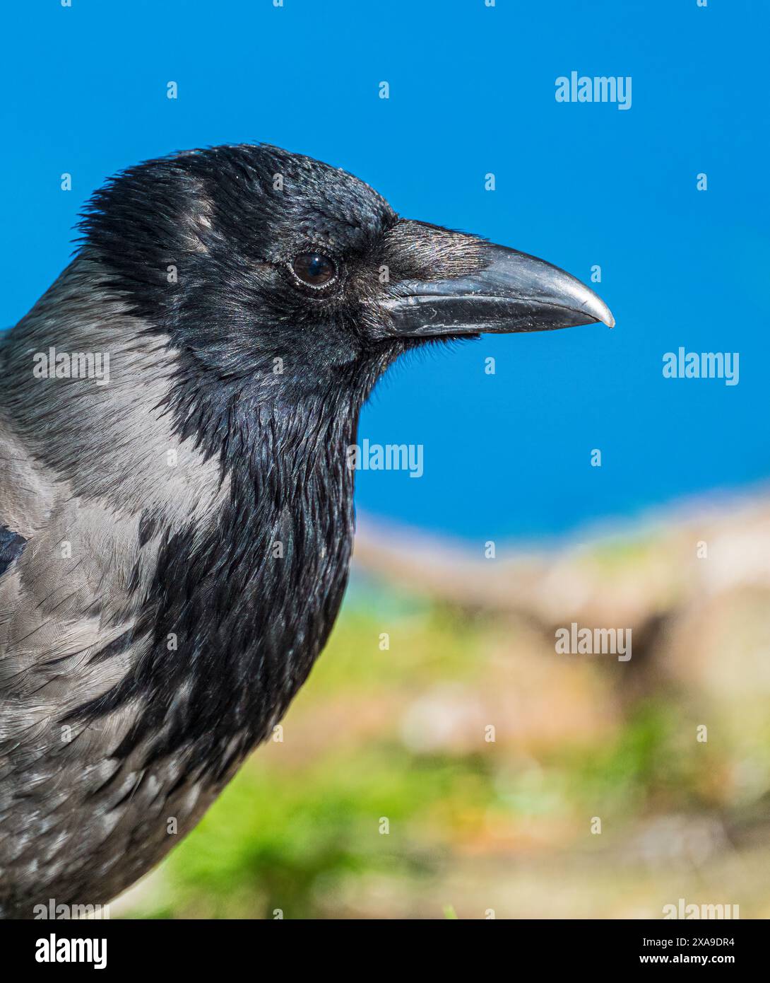 Portrait of crow hi-res stock photography and images - Alamy