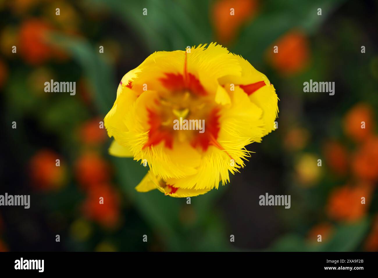 Blooming tulips in a tulip field Stock Photo - Alamy