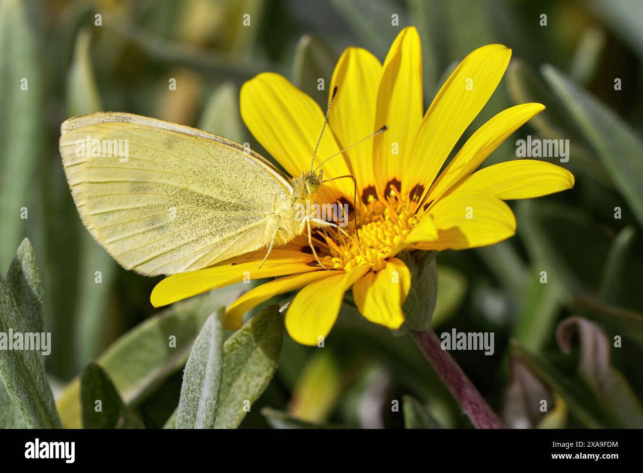 Small White (Pieris rapae) butterfly on yellow flower of a Gazania, Treasure flower Stock Photo