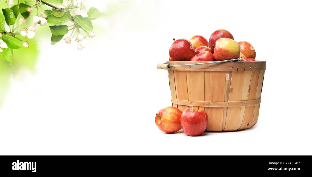 Apples Isolated on White Background Stock Photo