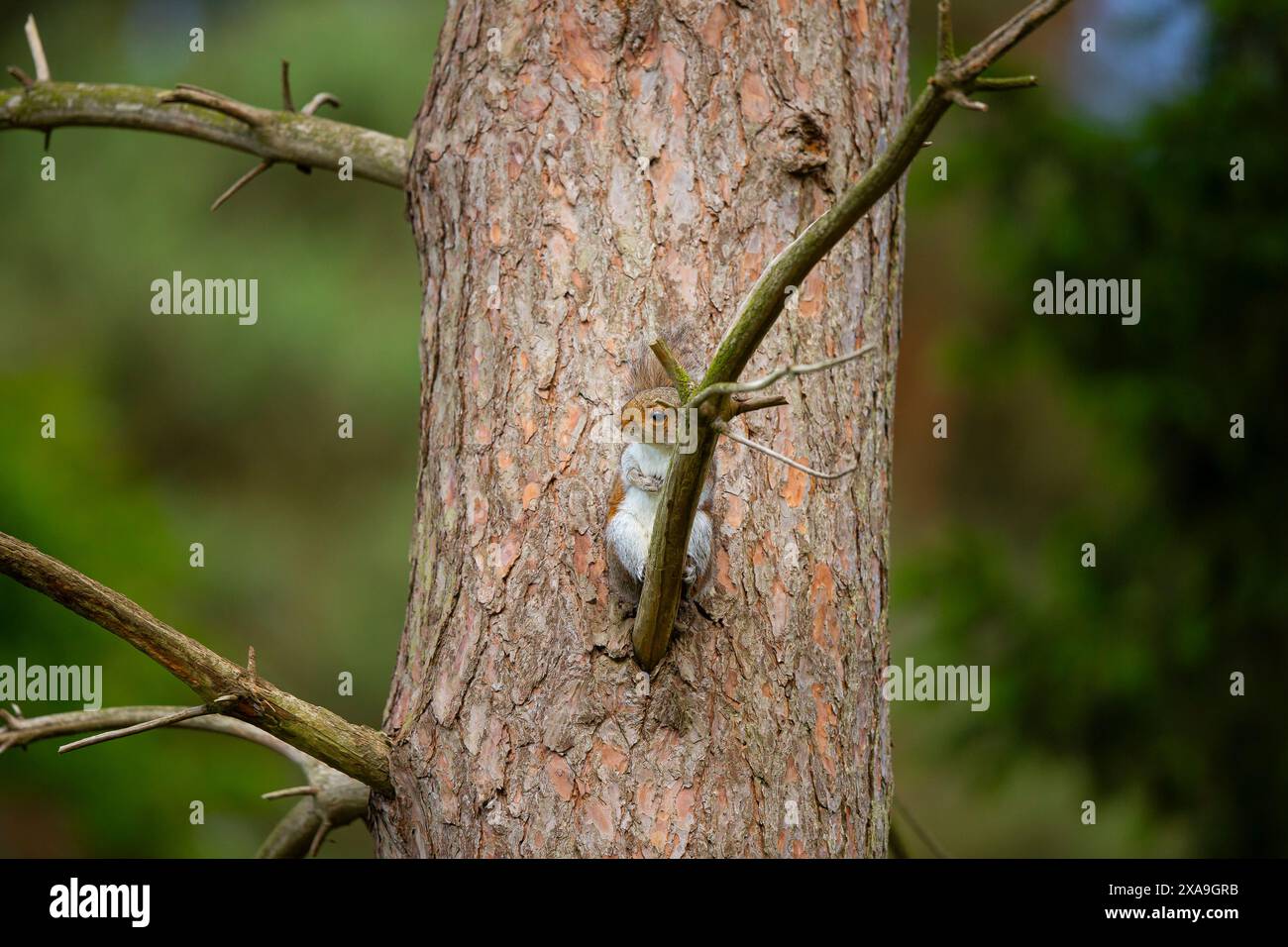 Grey squirrel relaxing against a tree trunk. Stock Photo