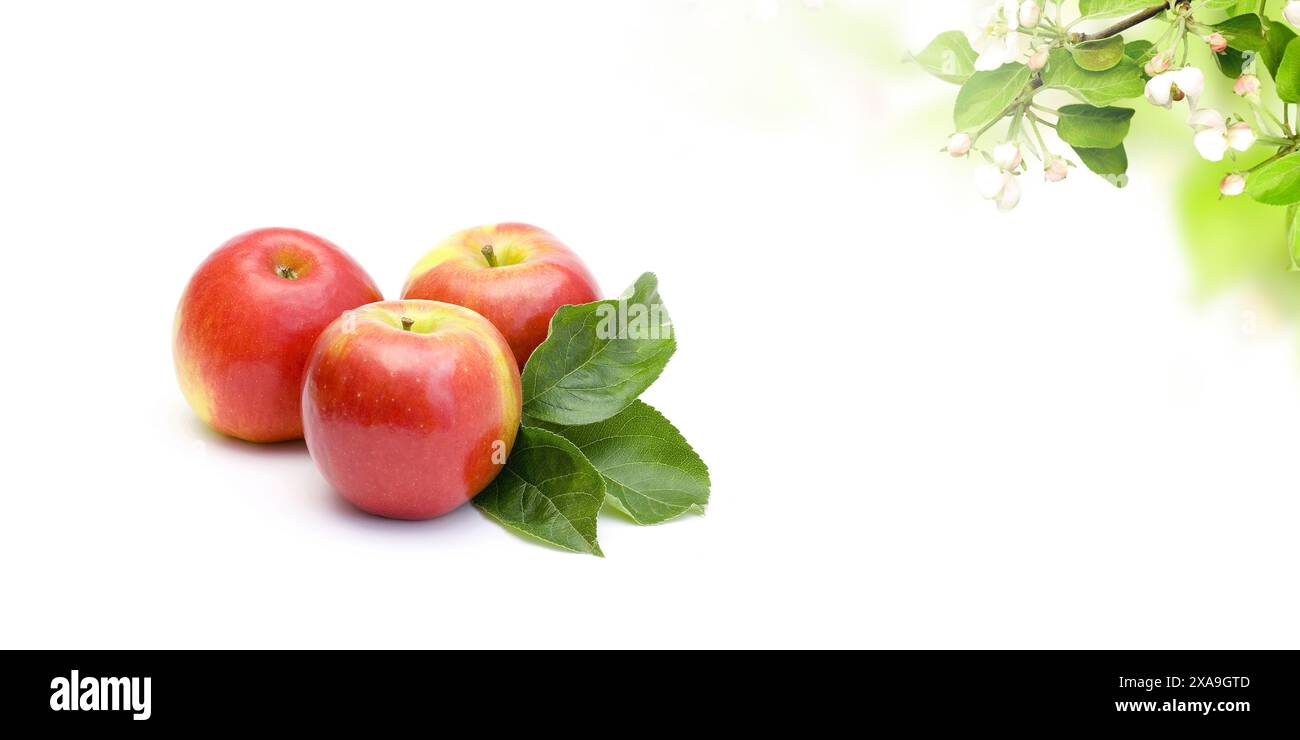 Apples Isolated on White Background Stock Photo