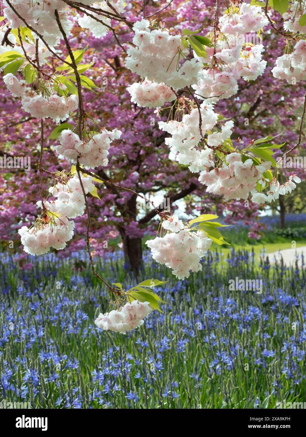 CHERRY BLOSSOM Prunus shogetsu. Japanese flowering Cherry Blossom and ...