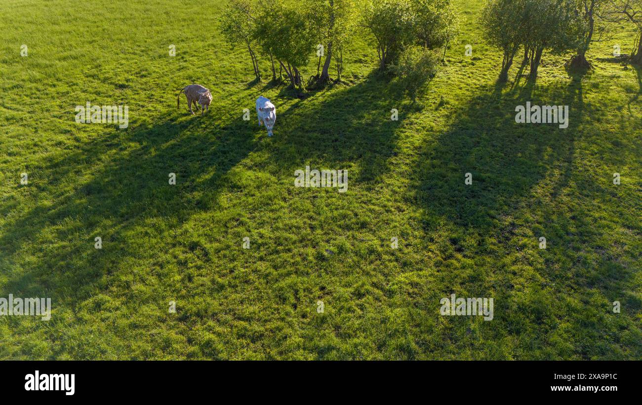 An aerial view of cows strolling in a green field on a sunny day Stock ...