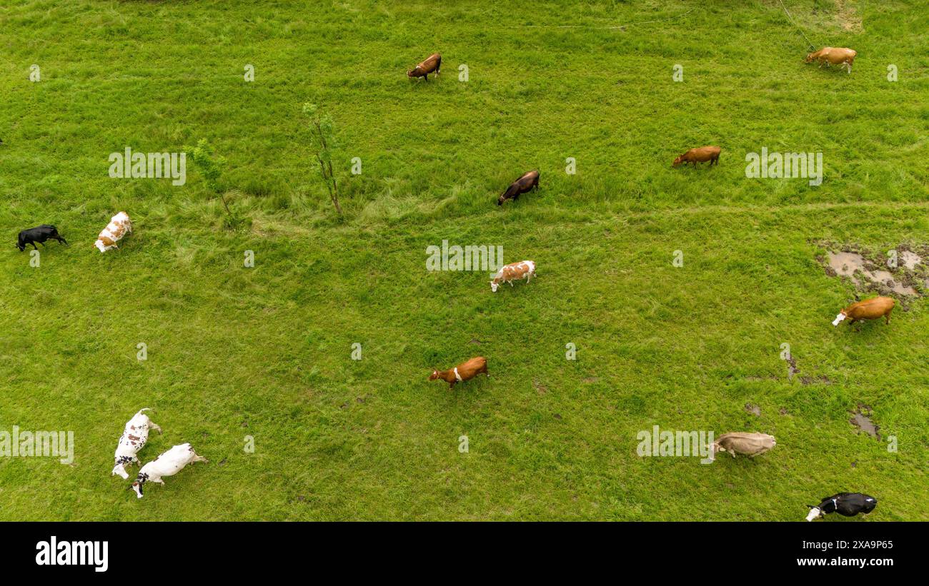 An aerial view of cows strolling in a green field on a sunny day Stock ...