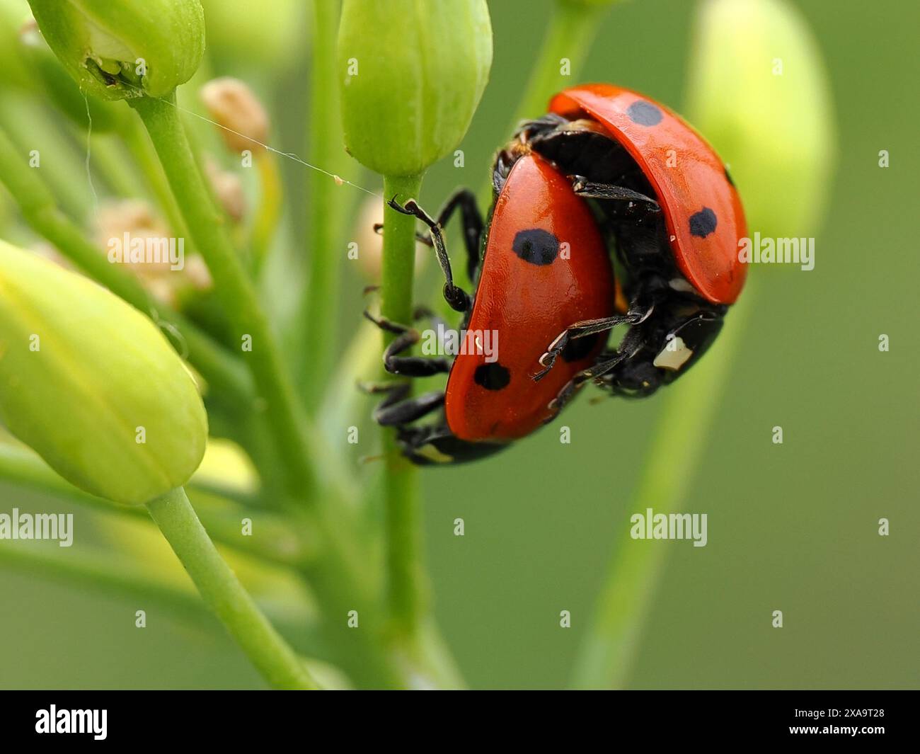 A tiny red ladybug perched on a green leaf Stock Photo