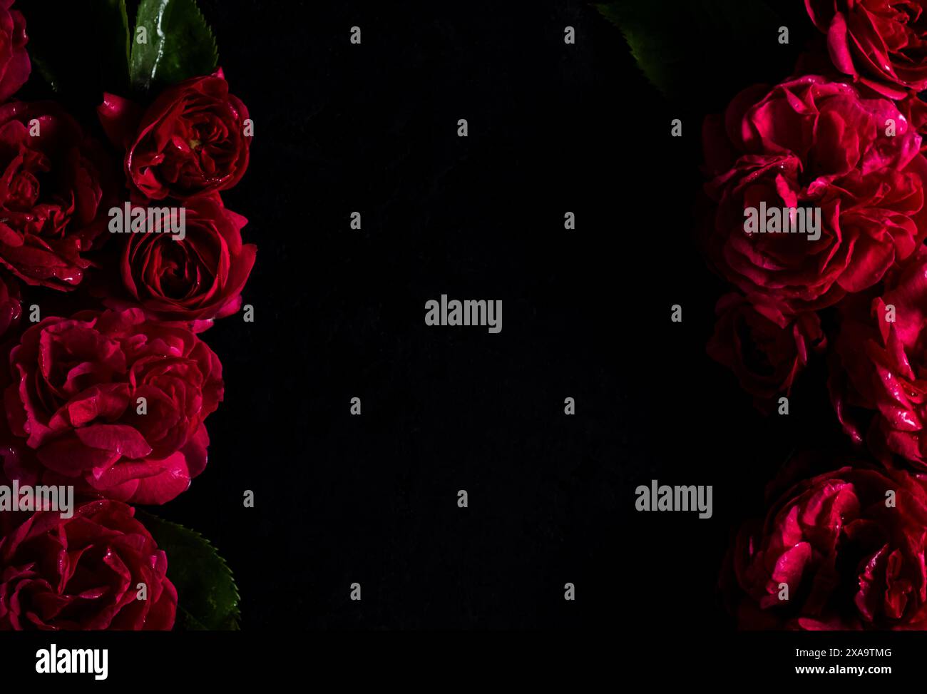 Low key roses hi-res stock photography and images - Alamy