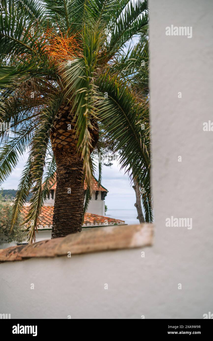 Palm trees along the ocean seen through a window Stock Photo
