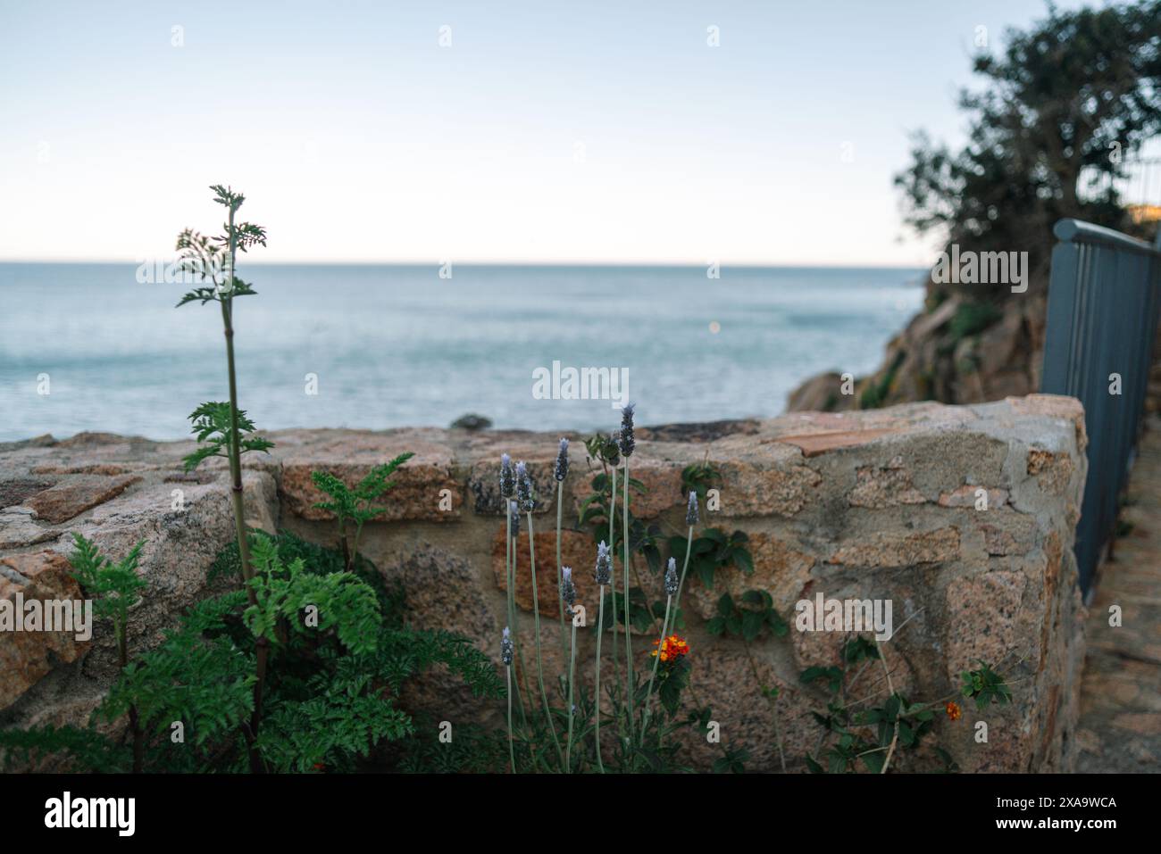 New leaf emerges from hi-res stock photography and images - Alamy
