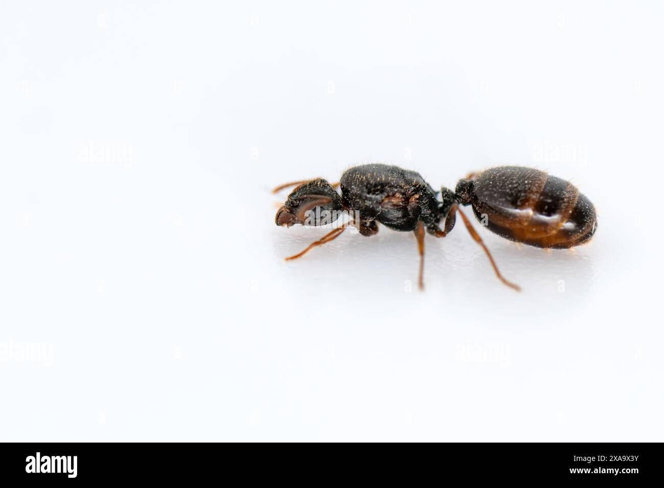 Solenopsis fugax ant in profile view on white background Stock Photo ...