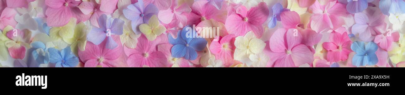Pastel Hydrangea Floral Background. Long banner panoramic Stock Photo