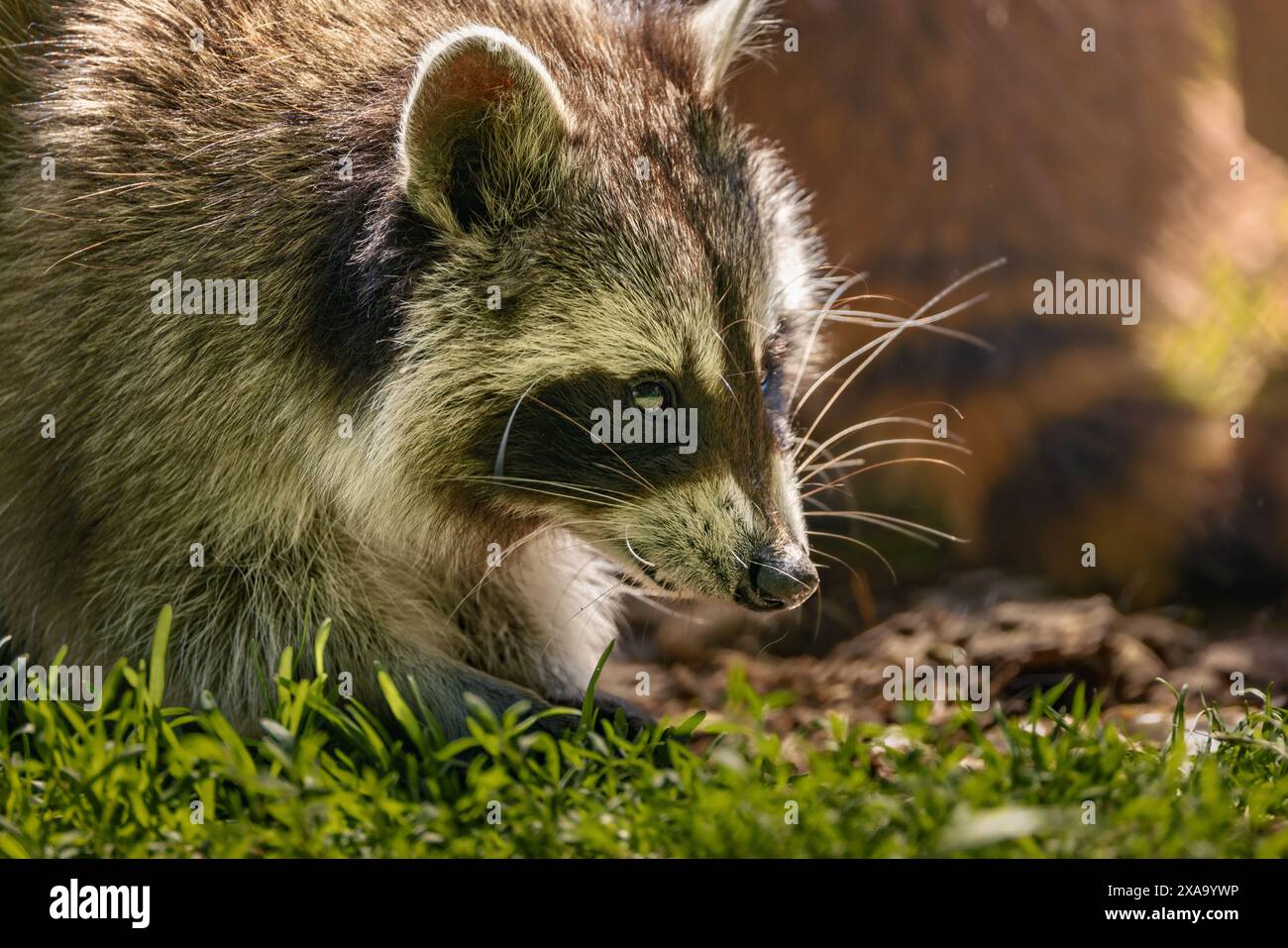 Raccoon scavenging hi-res stock photography and images - Alamy