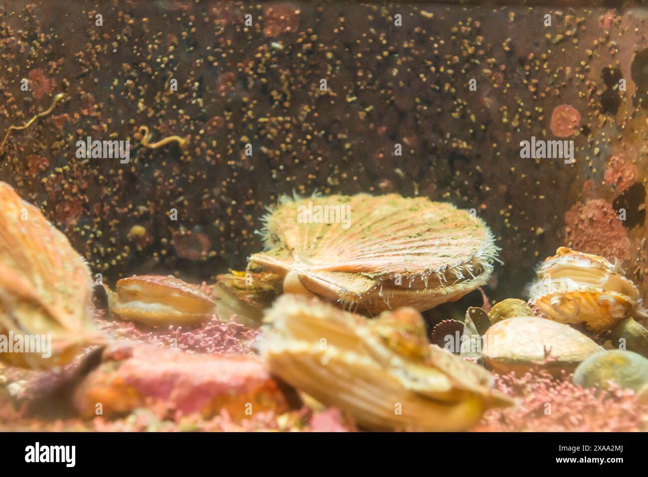 A close-up of shells in aquarium tank with gold glitter, underwater decor concept Stock Photo