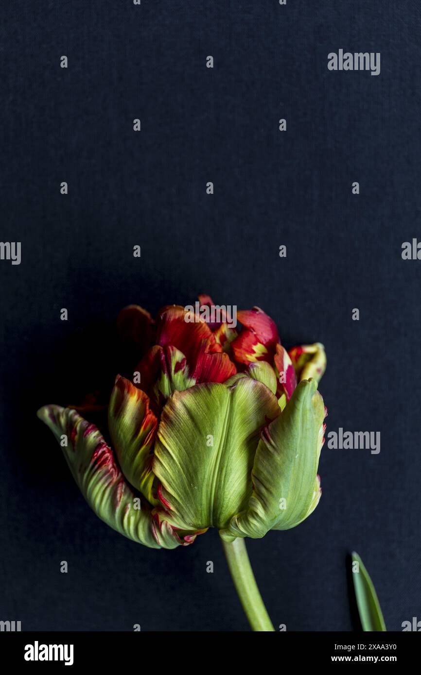 Flat lay close-up photography of a red green parrot tulip on a black background, low key moody macro photo of natural flower Stock Photo