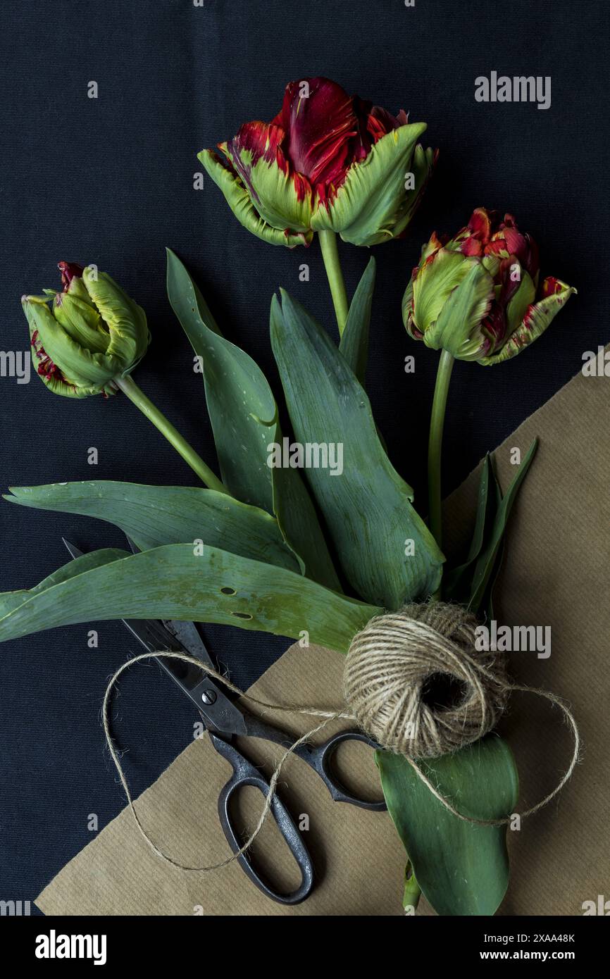 Flat lay close-up photography of red green parrot tulips with a vintage scissors and a hank of natural jute twine on a black background, low key moody Stock Photo