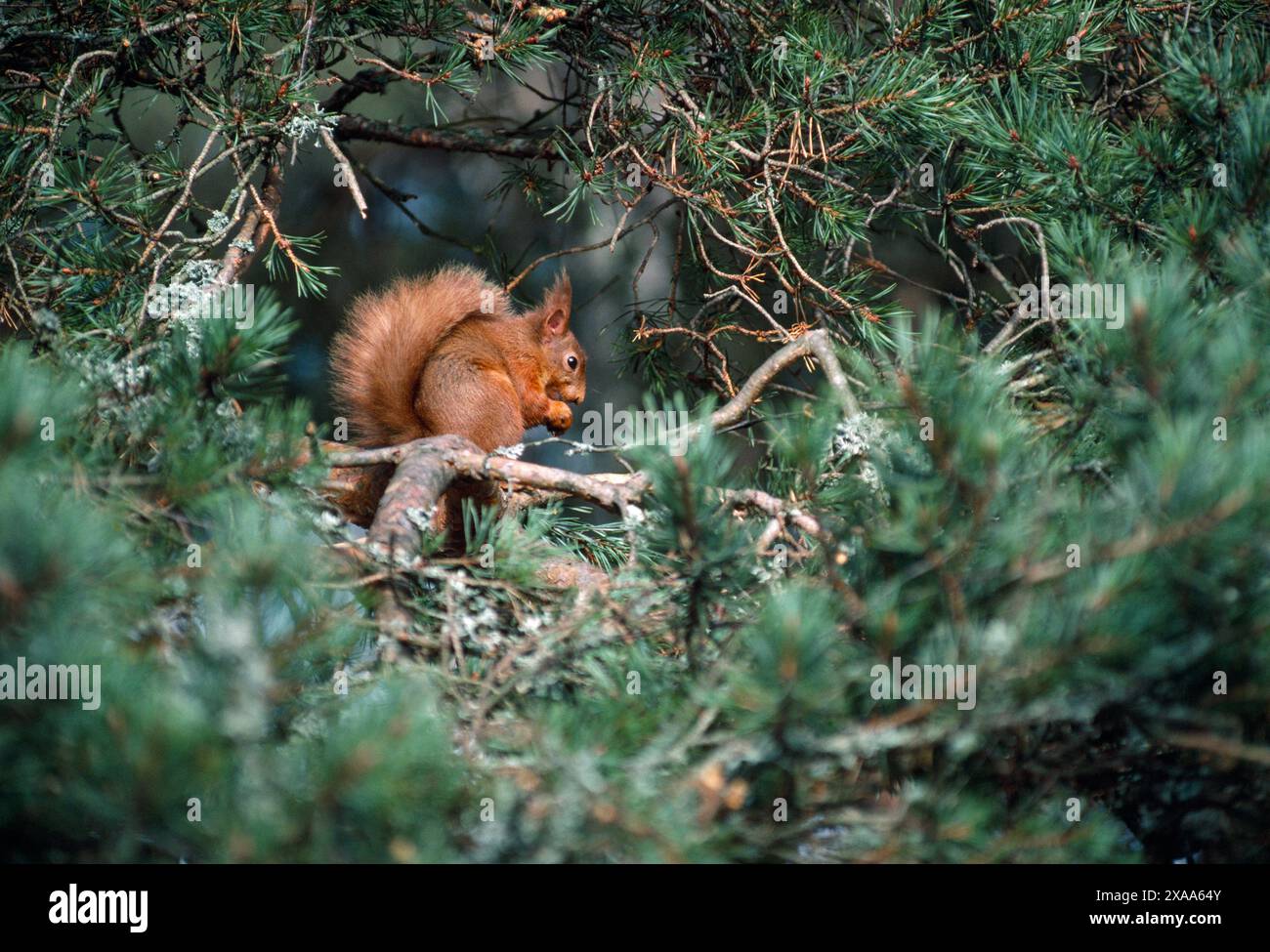 Red Squirrel (Sciurus vulgaris) in scots pine tree feeding on cone, Muir of Dinnet National Nature Reserve, Deeside, Scotland, March 1987 Stock Photo