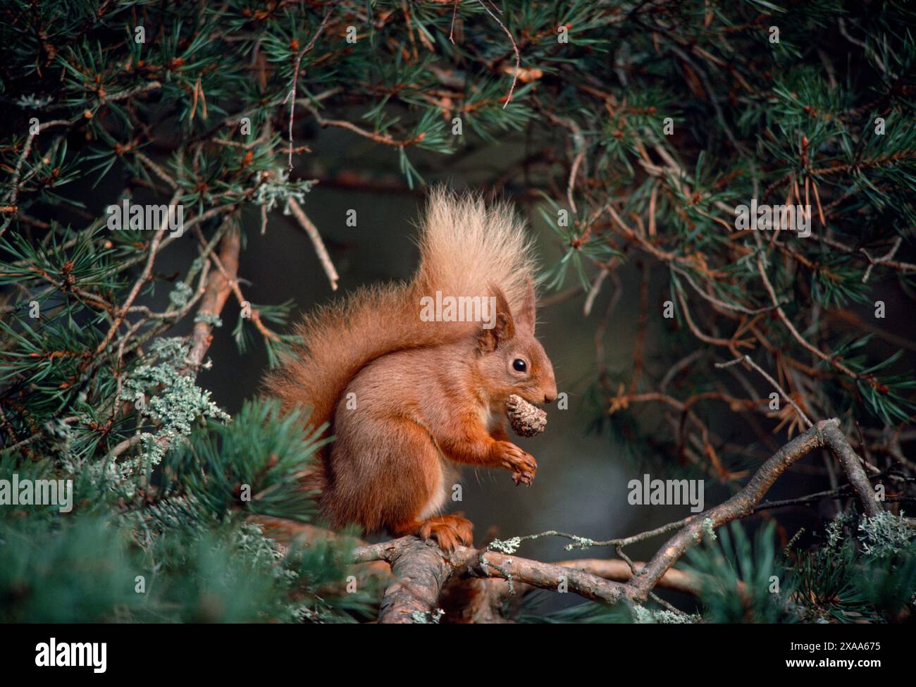 Red Squirrel (Sciurus vulgaris) in scots pine eating cone, Muir of Dinnet National Nature Reserve, Deeside, Scotland, March 1987 Stock Photo