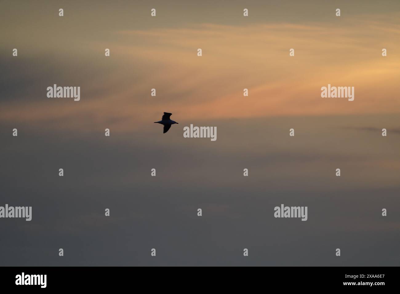 A bird soaring through sky with a cloudy backdrop Stock Photo - Alamy