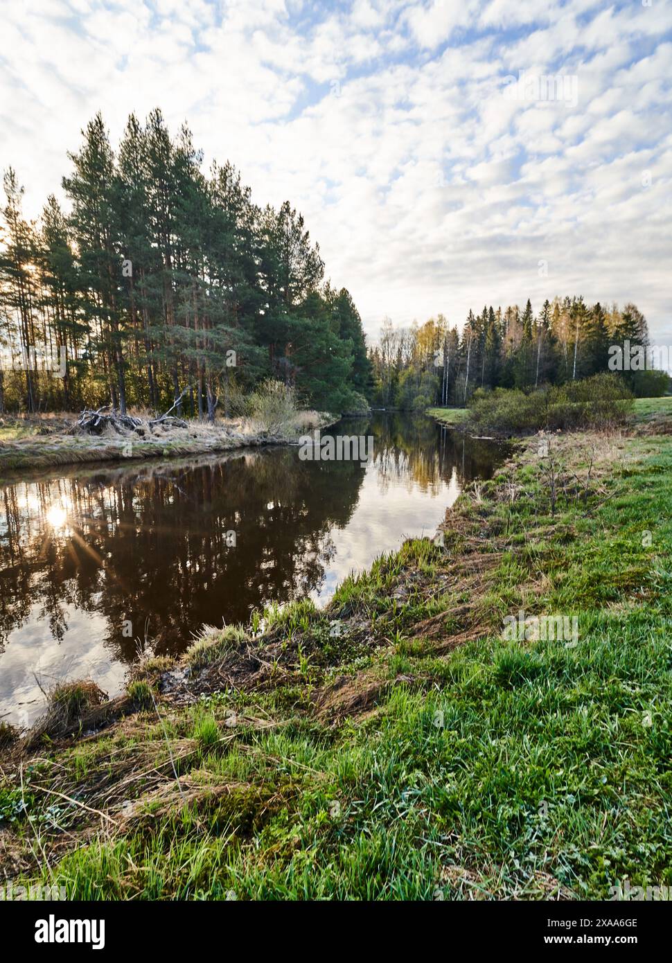 The Sun reflecting on water, grass, and trees by the river in a forest ...