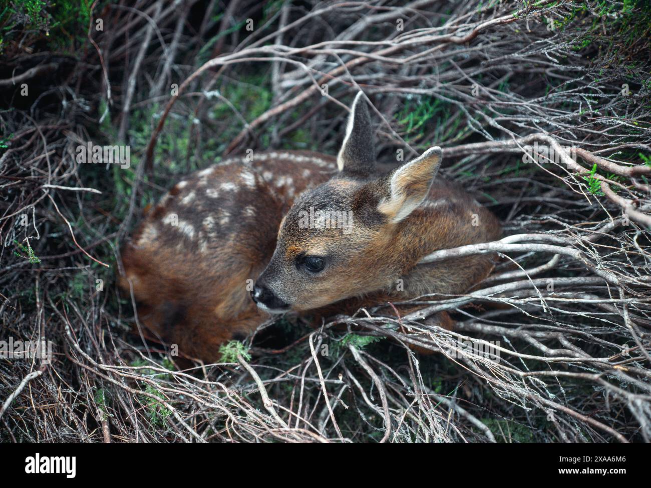 Roe Deer (Capreolus capreolus) newborn fawn hidden in deep vegetation ...