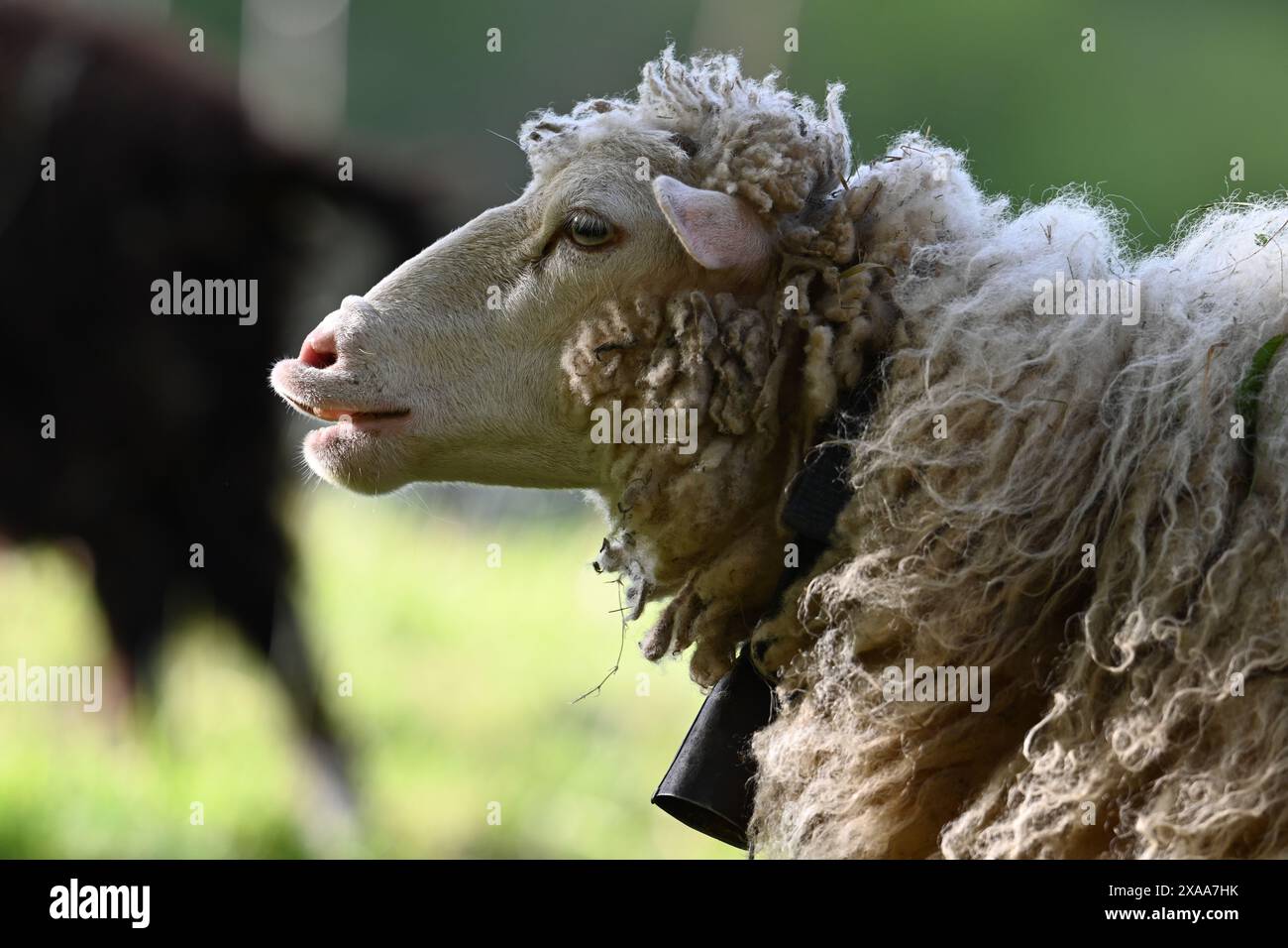 A fluffy sheep in a grassy field with two cows Stock Photo