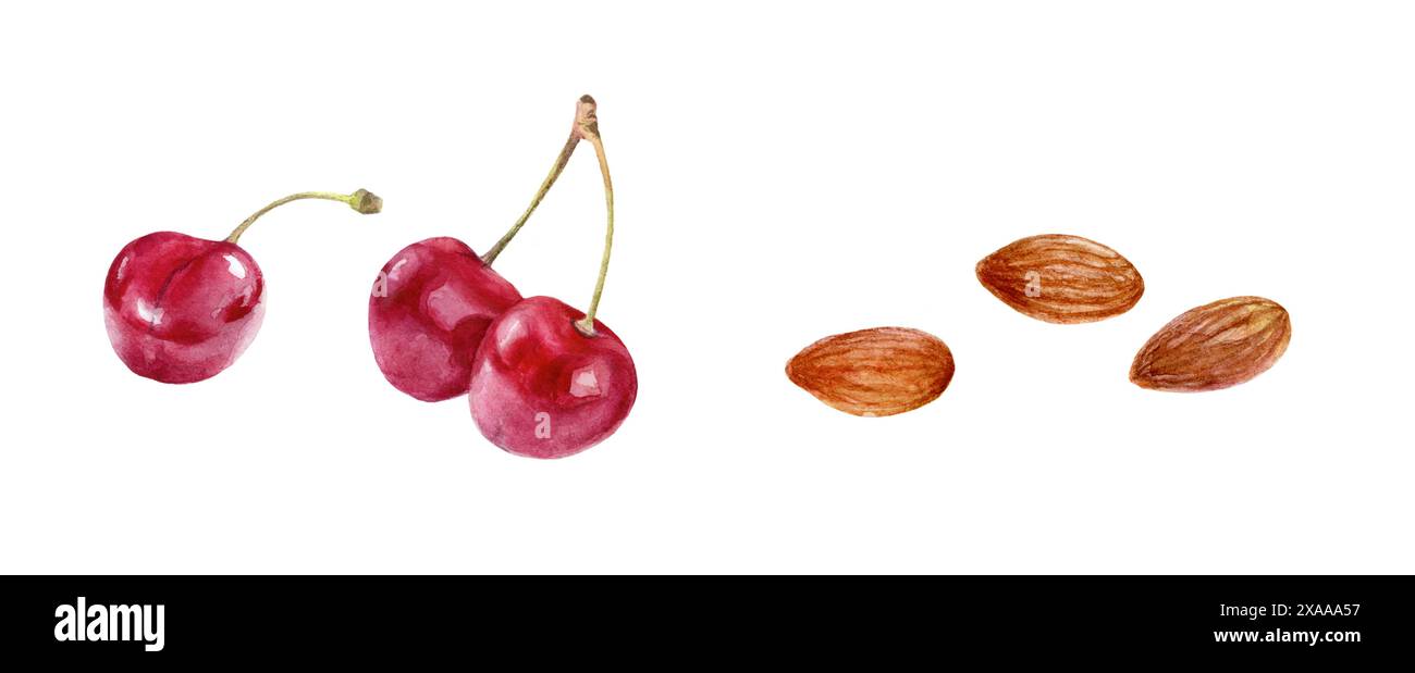 Ripe red cherries and cherry pits on white background are fresh