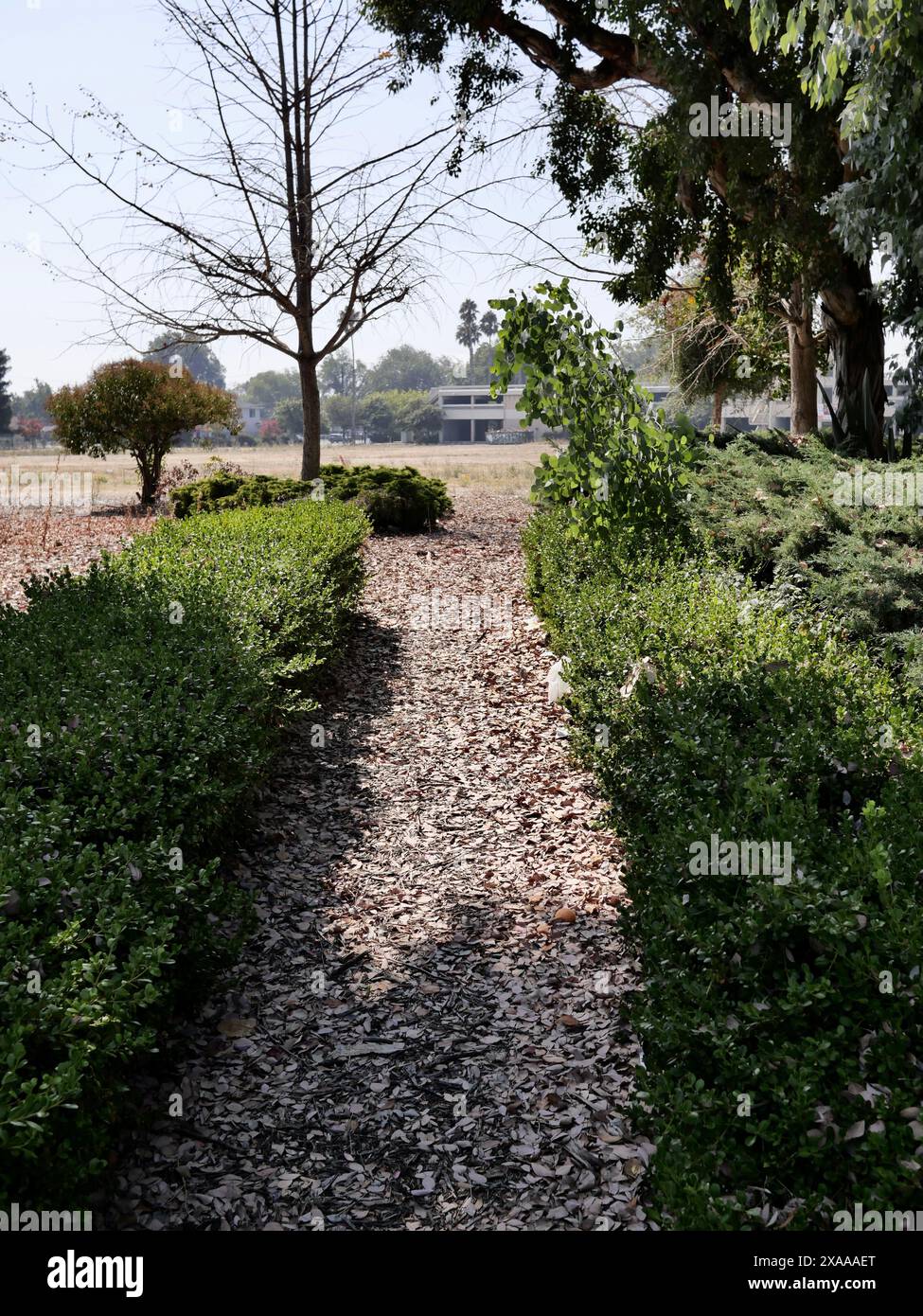 A pathway covered with leaves Stock Photo - Alamy