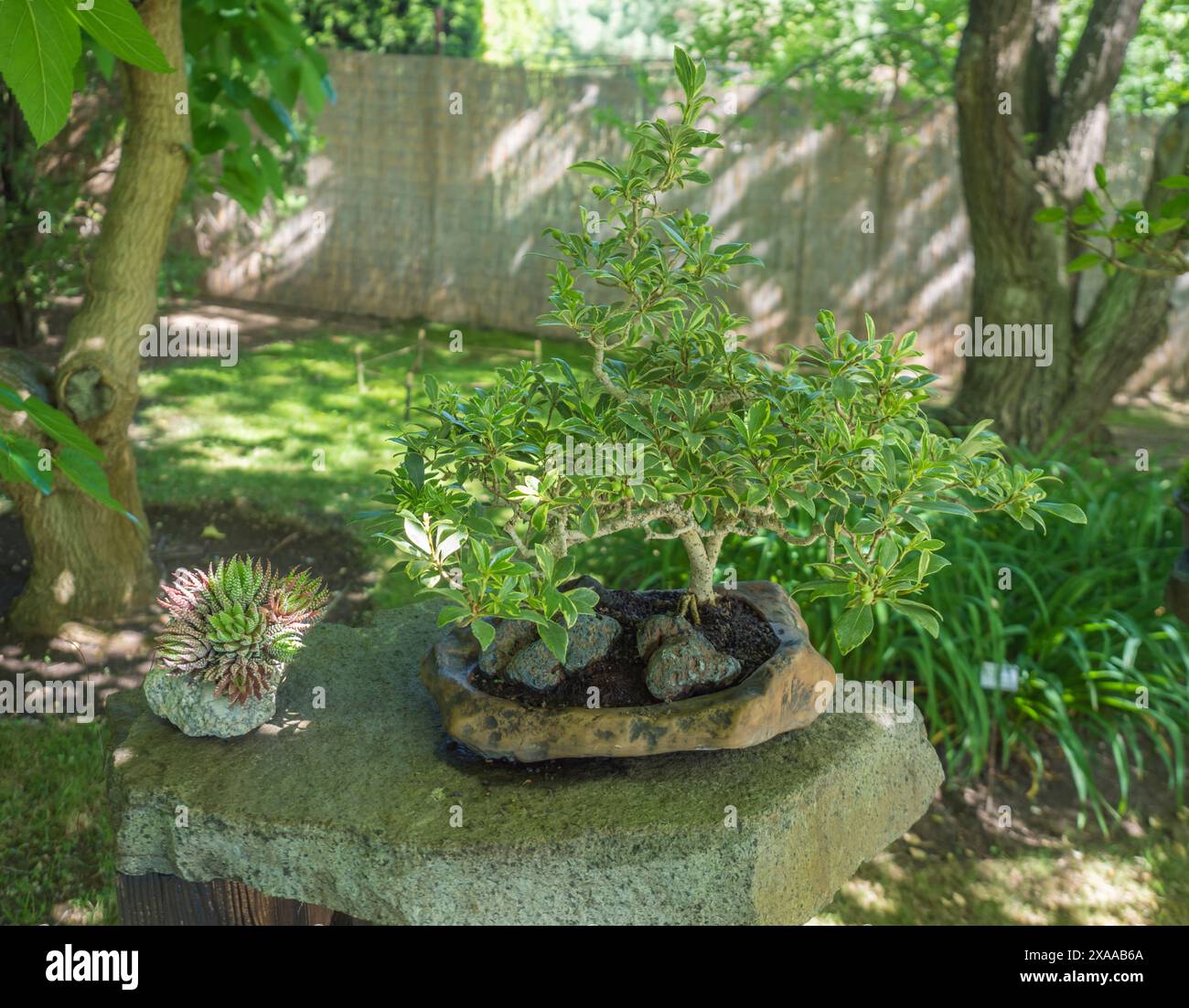 Deciduous bonsai tree hi-res stock photography and images - Alamy