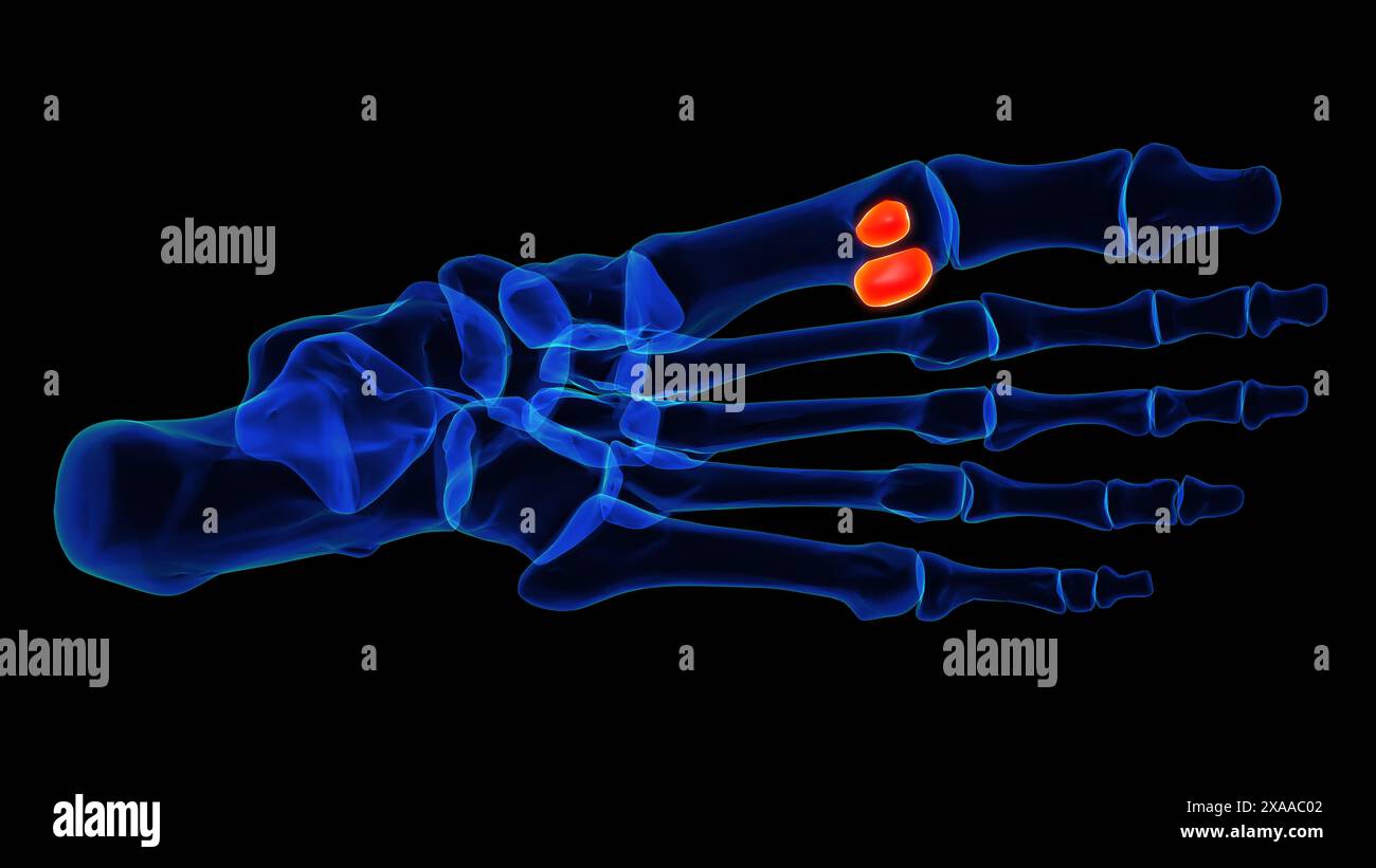 Sesamoid bone foot bones anatomy for medical Concept 3D illustration