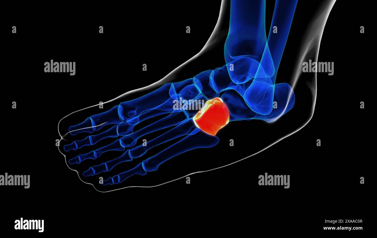 Cuboid bone foot bones anatomy for medical Concept 3D illustration ...