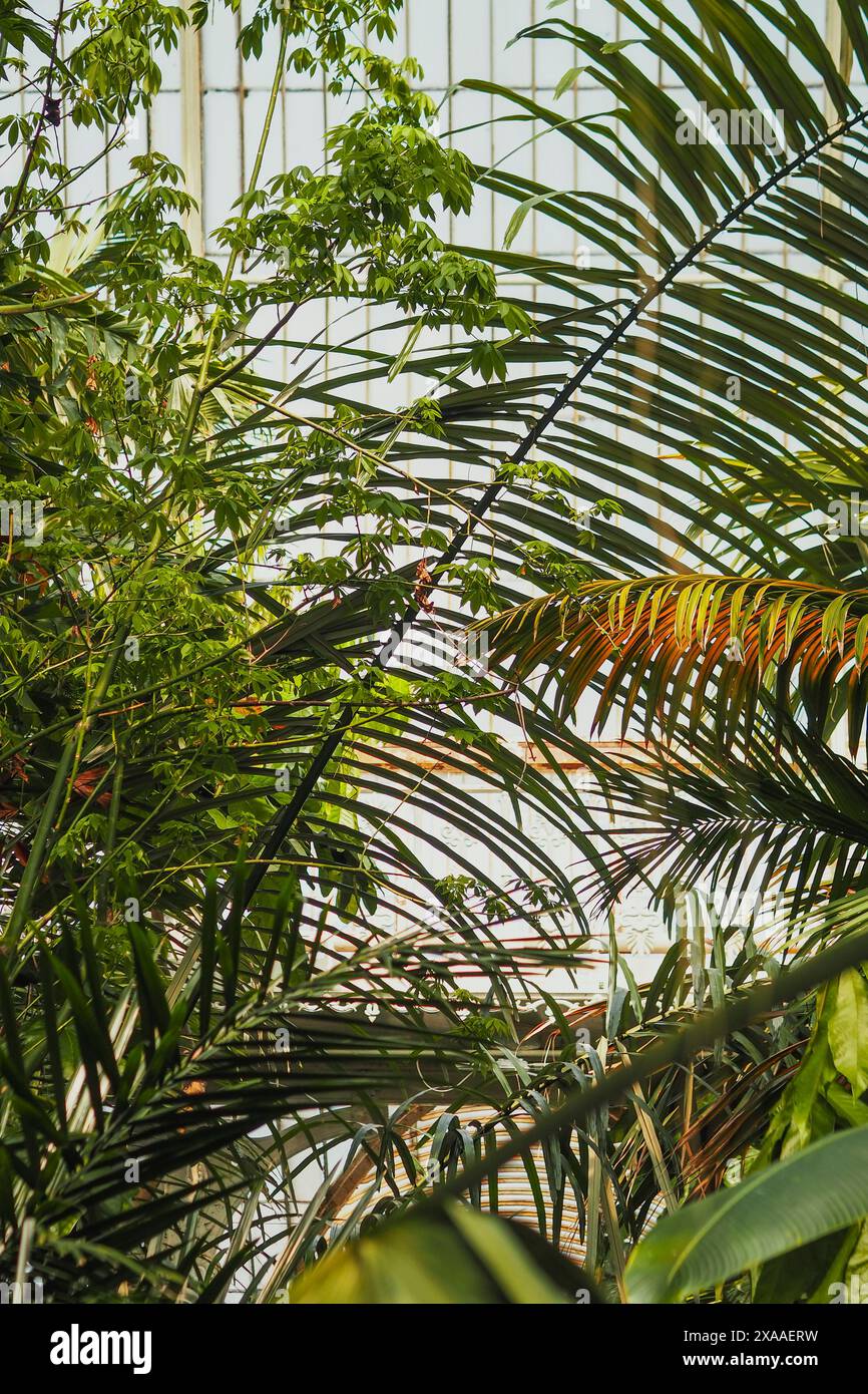 A Tropical foliage in a greenhouse with sunlight streaming through ...