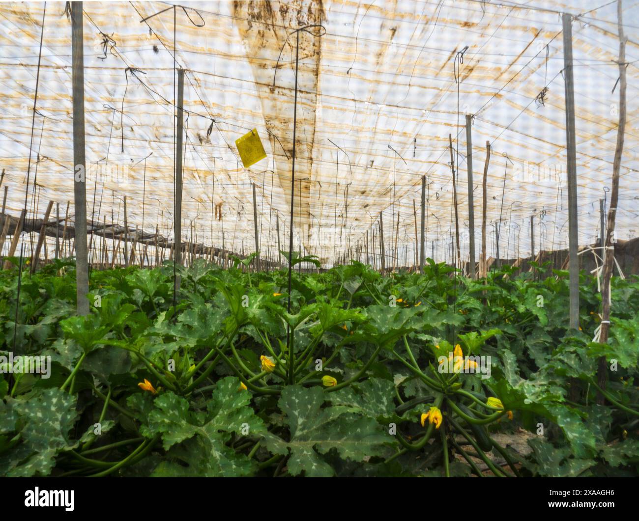 Interior Of A Vegetable Greenhouse On The Coast Of Almeria Stock Photo 