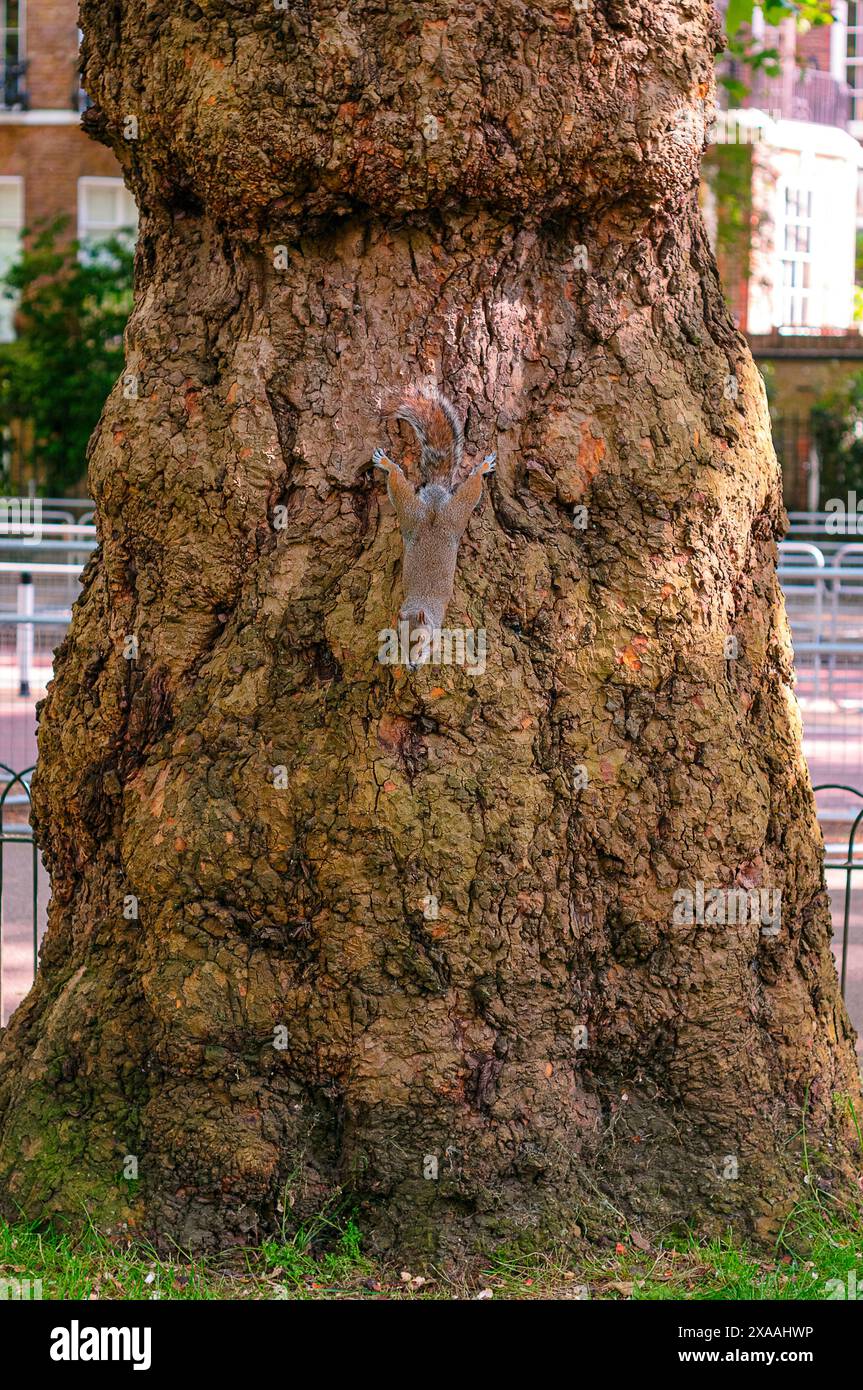 Squirrel in St. James's Park, London. Stock Photo