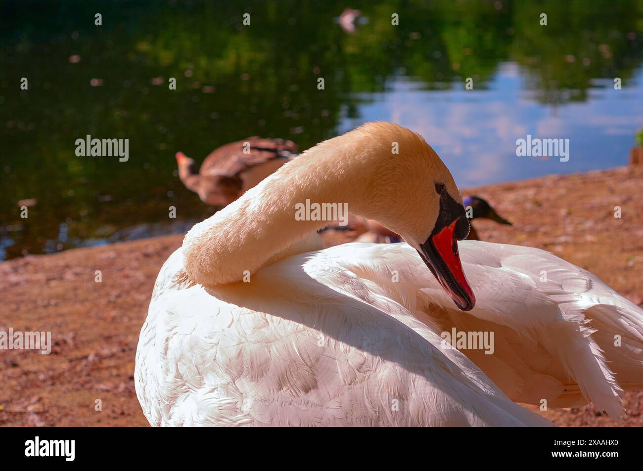 Swan in St. James's Park London. Stock Photo