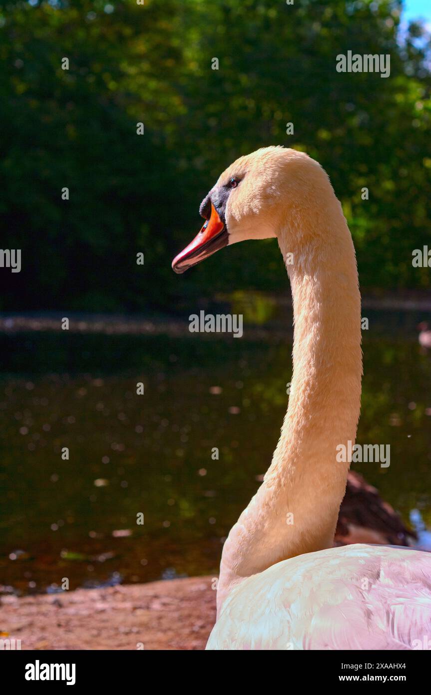 Swan in St. James's Park London. Stock Photo