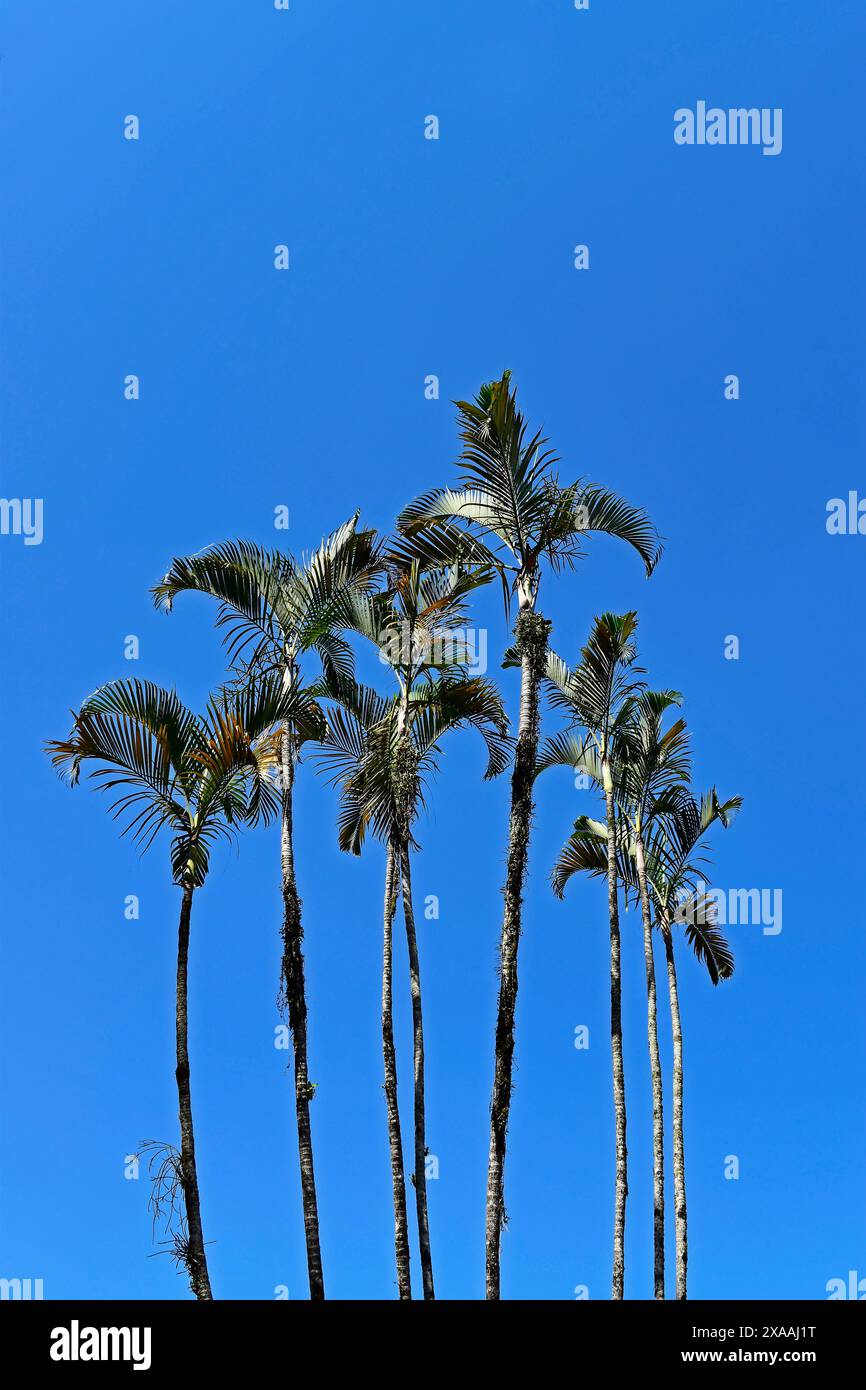 High green palm trees hi-res stock photography and images - Alamy