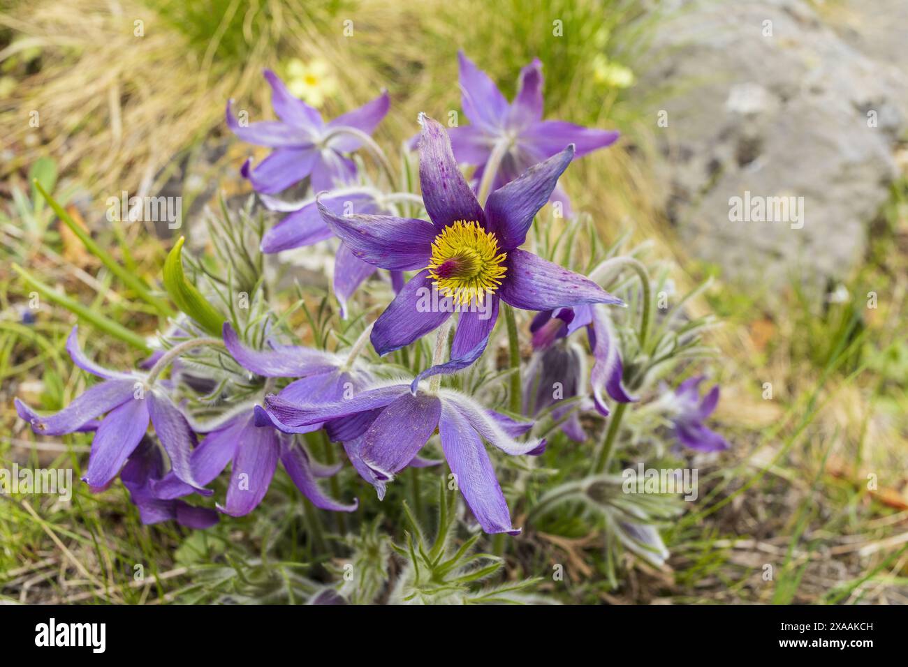 close-up photography of a purple pasque flowers growing in a meadow, wild flowering plants on blurred background Stock Photo