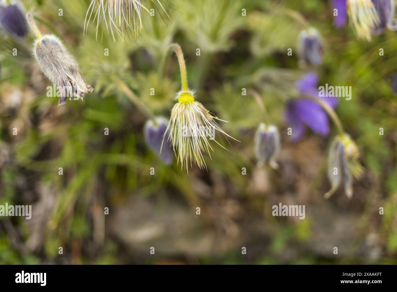 close-up photography of a purple pasque flowers growing in a meadow, wild flowering plants on blurred background Stock Photo