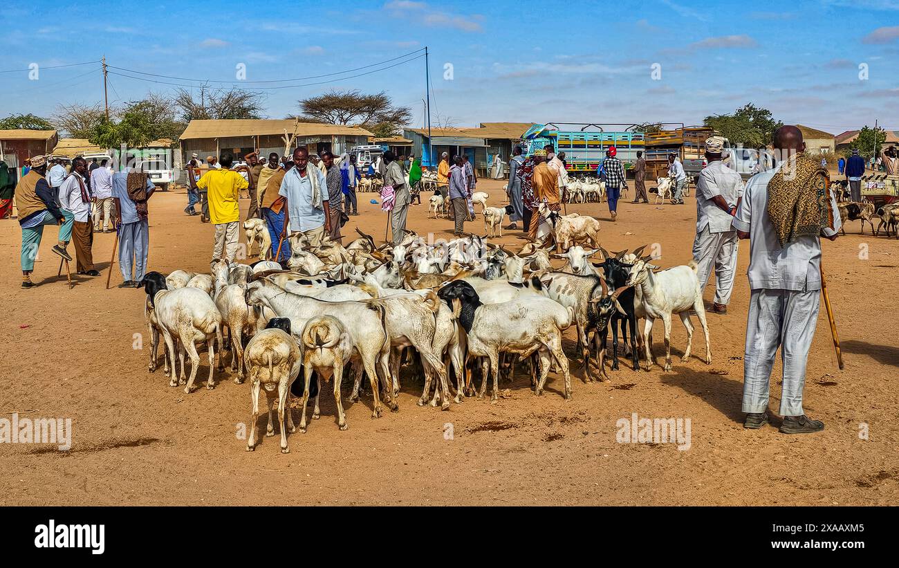 Goats at Cattle market, Burao, south eastern Somaliland, Somalia, Africa Stock Photo