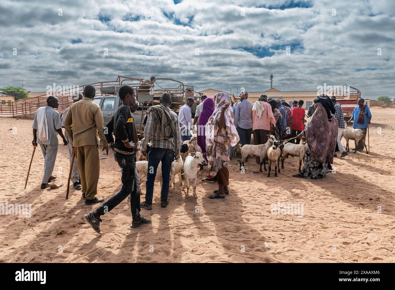 Goats at Cattle market, Burao, south eastern Somaliland, Somalia, Africa Stock Photo