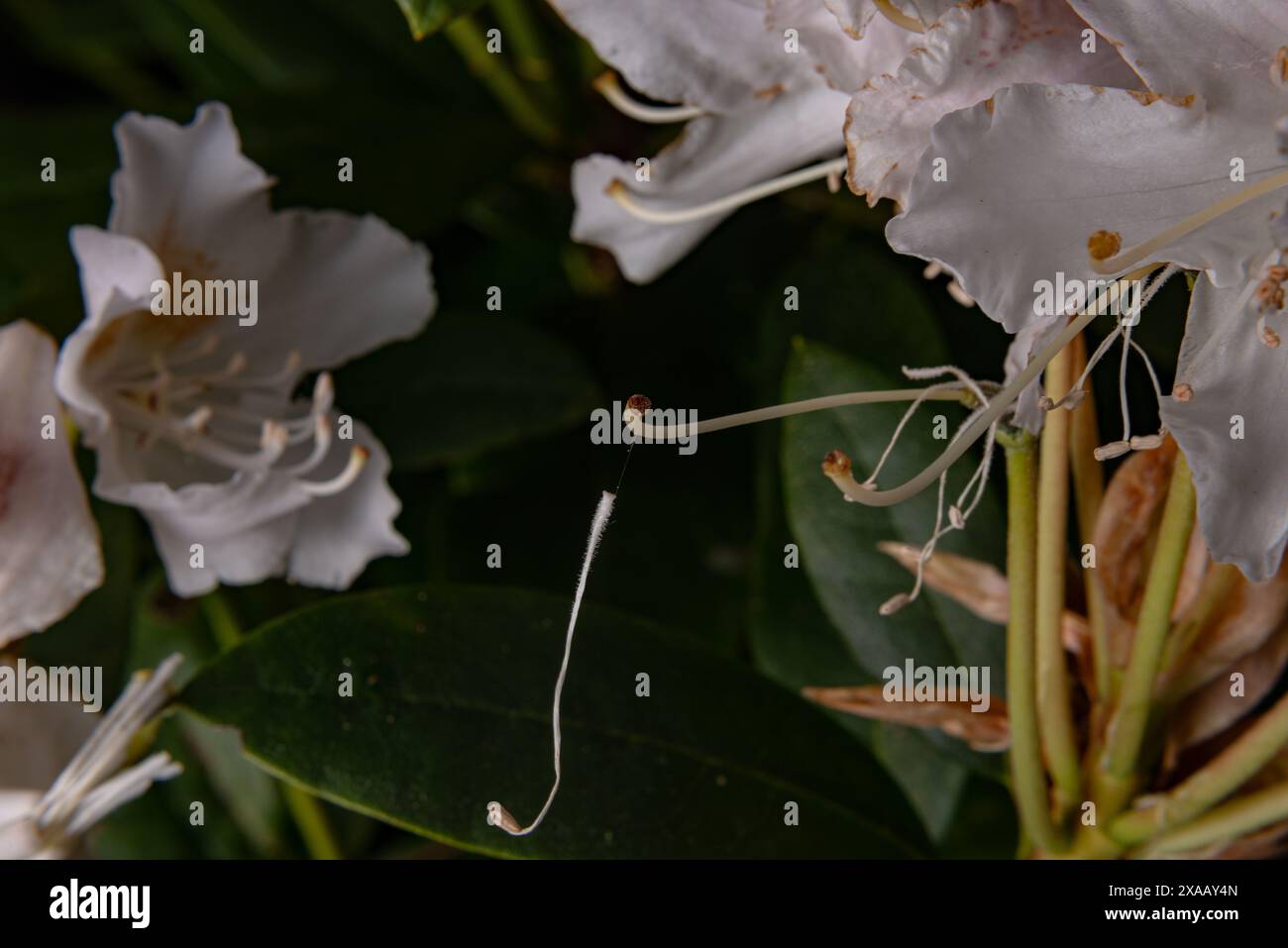 Visual thread hi-res stock photography and images - Alamy