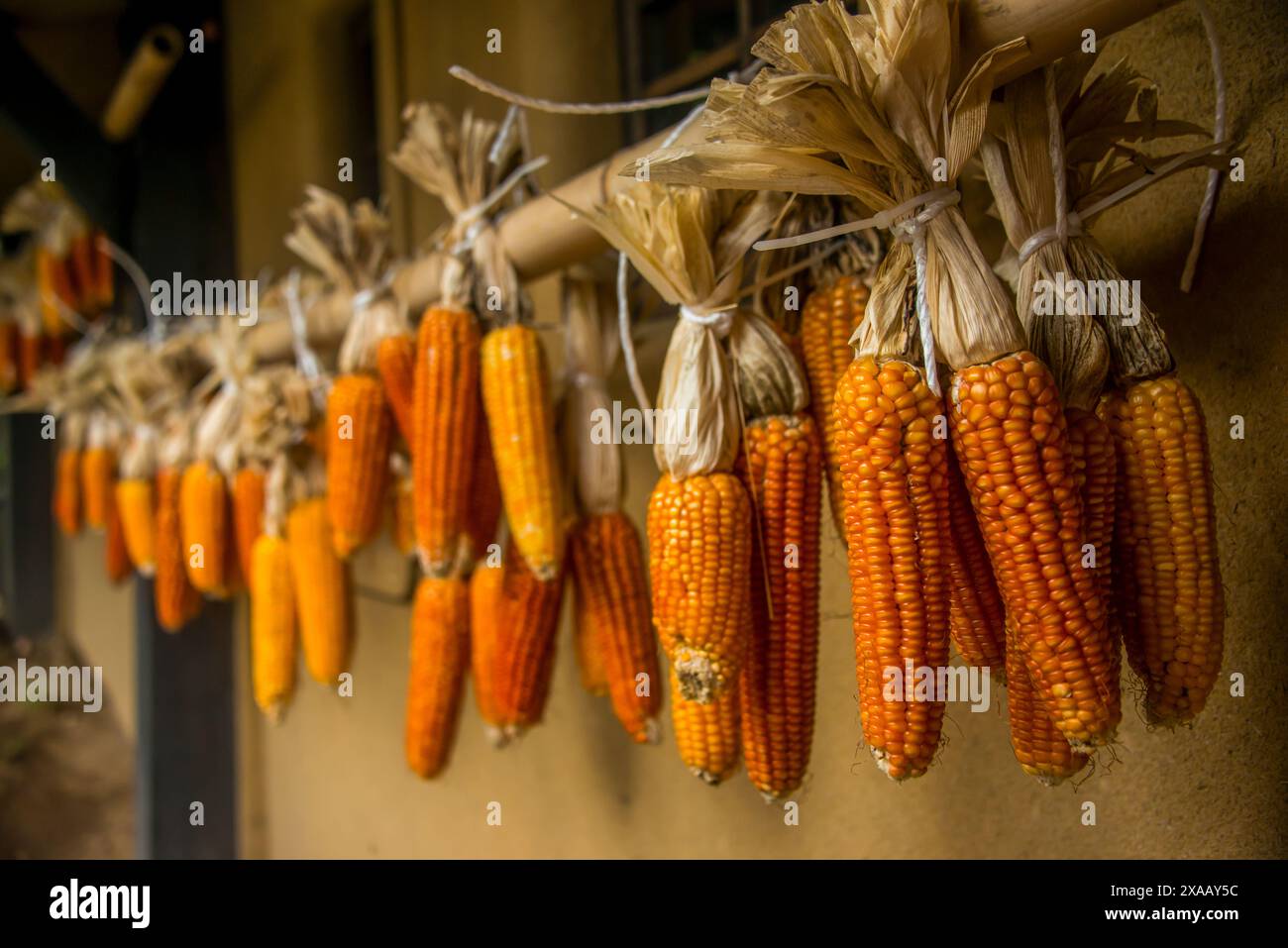 Corn strung up to dry in the Kurokawa Onsen, public spa, Kyushu, Japan ...