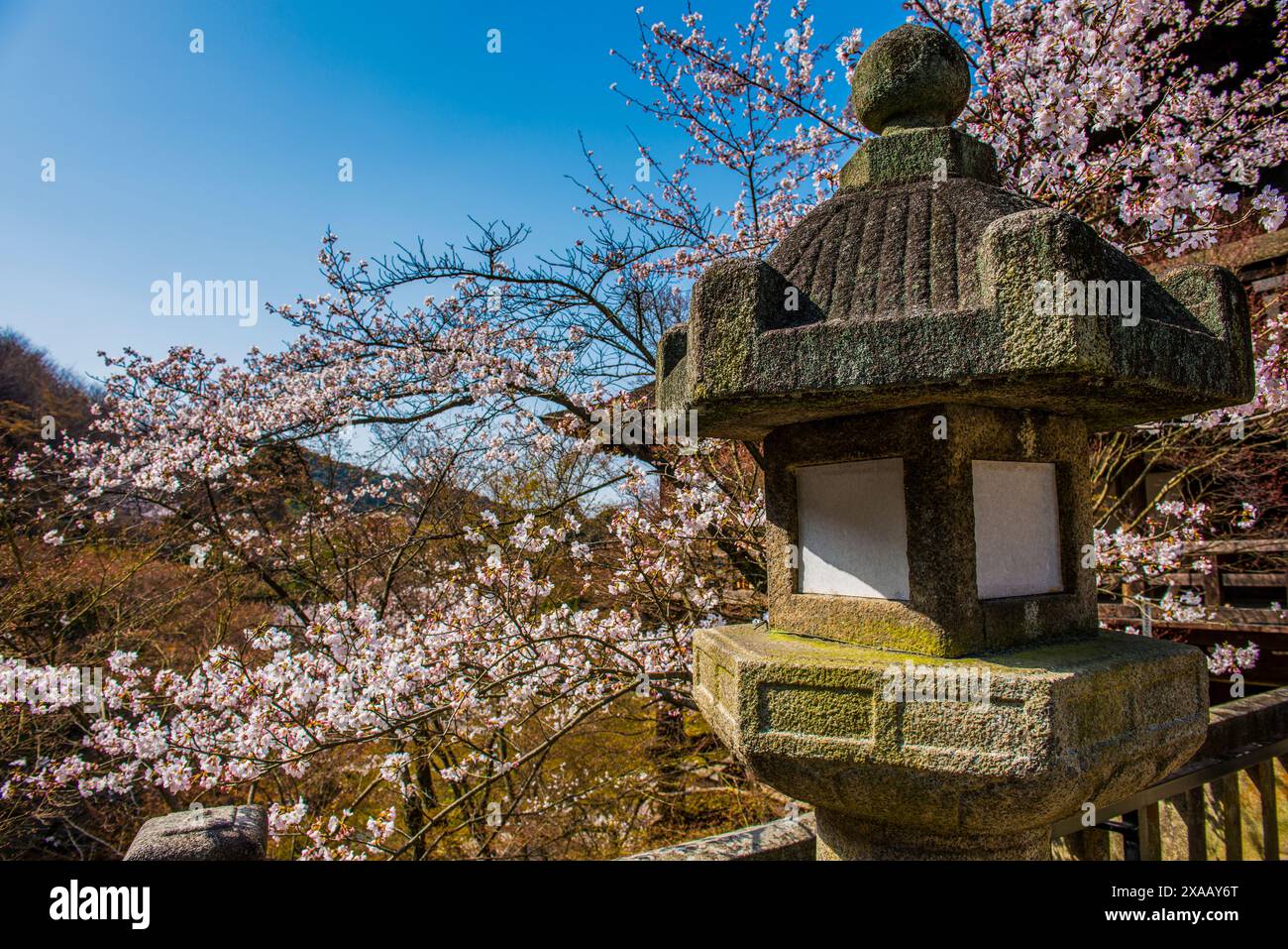 Little shrine and cherry blossom in the Kiyomizu-dera Buddhist temple, UNESCO World Heritage Site, Kyoto, Honshu, Japan, Asia Stock Photo