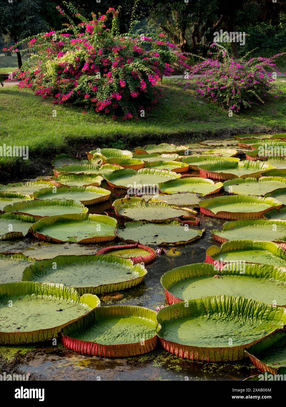 Giant lilies, Botanical Gardens, Kolkata, West Bengal, India, Asia