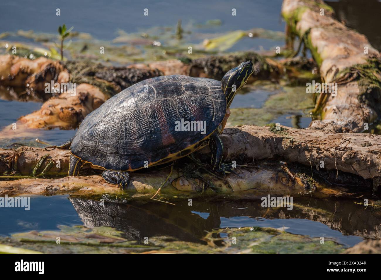 Turtle resting on roots in the marsh Stock Photo